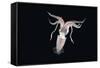 Deepsea Squid (Histioteuthis Sp) From Between 188M-617Ft And 507M-1,663Ft Depth, Night-David Shale-Framed Stretched Canvas