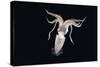 Deepsea Squid (Histioteuthis Sp) From Between 188M-617Ft And 507M-1,663Ft Depth, Night-David Shale-Stretched Canvas