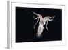 Deepsea Squid (Histioteuthis Sp) From Between 188M-617Ft And 507M-1,663Ft Depth, Night-David Shale-Framed Photographic Print