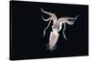 Deepsea Squid (Histioteuthis Sp) From Between 188M-617Ft And 507M-1,663Ft Depth, Night-David Shale-Stretched Canvas