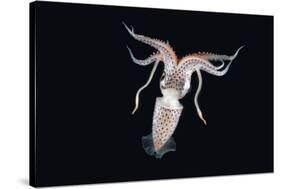 Deepsea Squid (Histioteuthis Sp) From Between 188M-617Ft And 507M-1,663Ft Depth, Night-David Shale-Stretched Canvas