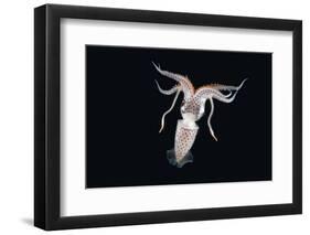 Deepsea Squid (Histioteuthis Sp) From Between 188M-617Ft And 507M-1,663Ft Depth, Night-David Shale-Framed Photographic Print