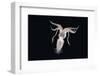 Deepsea Squid (Histioteuthis Sp) From Between 188M-617Ft And 507M-1,663Ft Depth, Night-David Shale-Framed Photographic Print