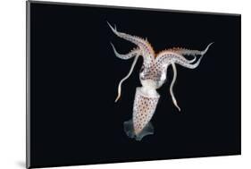 Deepsea Squid (Histioteuthis Sp) From Between 188M-617Ft And 507M-1,663Ft Depth, Night-David Shale-Mounted Photographic Print