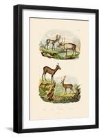 Deer, 1833-39-null-Framed Giclee Print