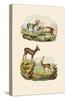 Deer, 1833-39-null-Stretched Canvas