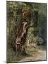 Deer, 1868-Gustave Courbet-Mounted Giclee Print