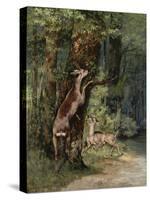 Deer, 1868-Gustave Courbet-Stretched Canvas