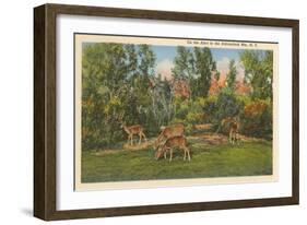 Deer, Adirondack Mountains, New York-null-Framed Art Print