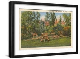 Deer, Adirondack Mountains, New York-null-Framed Art Print