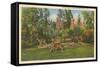 Deer, Adirondack Mountains, New York-null-Framed Stretched Canvas