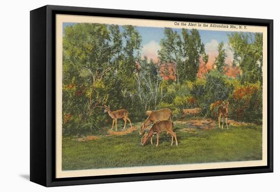 Deer, Adirondack Mountains, New York-null-Framed Stretched Canvas