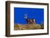Deer and Blue Sky outside of Ridgway, Colorado-null-Framed Photographic Print
