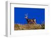 Deer and Blue Sky outside of Ridgway, Colorado-null-Framed Photographic Print