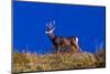Deer and Blue Sky outside of Ridgway, Colorado-null-Mounted Photographic Print