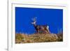 Deer and Blue Sky outside of Ridgway, Colorado-null-Framed Photographic Print