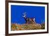 Deer and Blue Sky outside of Ridgway, Colorado-null-Framed Photographic Print