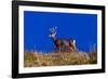 Deer and Blue Sky outside of Ridgway, Colorado-null-Framed Photographic Print