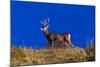 Deer and Blue Sky outside of Ridgway, Colorado-null-Mounted Photographic Print