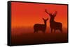 Deer and Doe-Rudall30-Framed Stretched Canvas