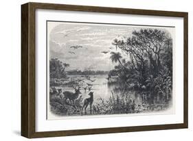 Deer and Flamingoes are Among the Exotic Fauna on a Creek Tributary to the St. Johns River Florida-null-Framed Art Print