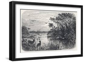 Deer and Flamingoes are Among the Exotic Fauna on a Creek Tributary to the St. Johns River Florida-null-Framed Art Print