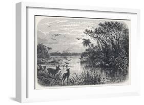 Deer and Flamingoes are Among the Exotic Fauna on a Creek Tributary to the St. Johns River Florida-null-Framed Art Print