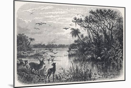 Deer and Flamingoes are Among the Exotic Fauna on a Creek Tributary to the St. Johns River Florida-null-Mounted Art Print