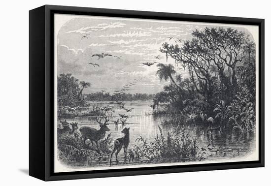 Deer and Flamingoes are Among the Exotic Fauna on a Creek Tributary to the St. Johns River Florida-null-Framed Stretched Canvas