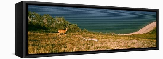 Deer at Waterton Lake, Waterton Lakes National Park, Alberta, Canada-null-Framed Stretched Canvas