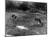 Deer at Whipsnade Zoo-Fred Musto-Mounted Photographic Print