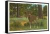 Deer at Yosemite-null-Framed Stretched Canvas