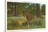 Deer at Yosemite-null-Stretched Canvas