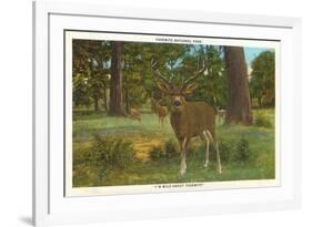 Deer at Yosemite-null-Framed Premium Giclee Print