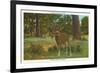 Deer at Yosemite-null-Framed Premium Giclee Print