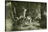 Deer Austria 1891-null-Stretched Canvas