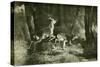 Deer Austria 1891-null-Stretched Canvas