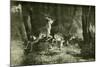 Deer Austria 1891-null-Mounted Giclee Print