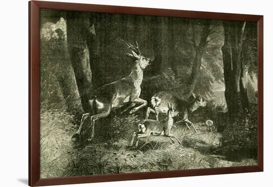 Deer Austria 1891-null-Framed Giclee Print