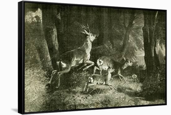 Deer Austria 1891-null-Framed Stretched Canvas