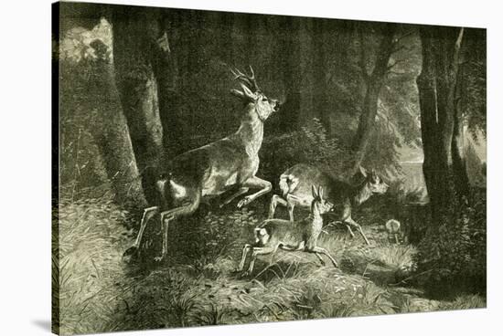 Deer Austria 1891-null-Stretched Canvas