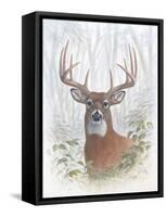 Deer Buck Portrait-Ron Jenkins-Framed Stretched Canvas