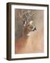 Deer Close-Up-Rusty Frentner-Framed Giclee Print