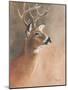 Deer Close-Up-Rusty Frentner-Mounted Giclee Print