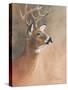 Deer Close-Up-Rusty Frentner-Stretched Canvas