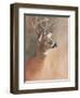 Deer Close-Up-Rusty Frentner-Framed Giclee Print