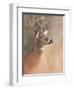 Deer Close-Up-Rusty Frentner-Framed Giclee Print