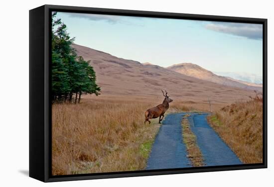 Deer Crossing Road on Jura-Jaime Pharr-Framed Stretched Canvas
