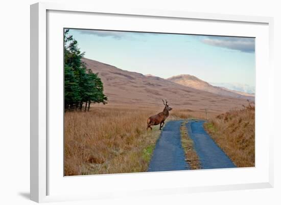 Deer Crossing Road on Jura-Jaime Pharr-Framed Photographic Print