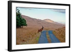 Deer Crossing Road on Jura-Jaime Pharr-Framed Photographic Print